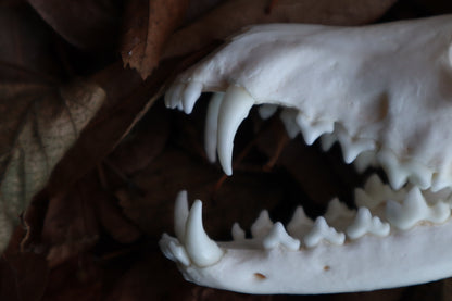 Pathological Red Fox Skull