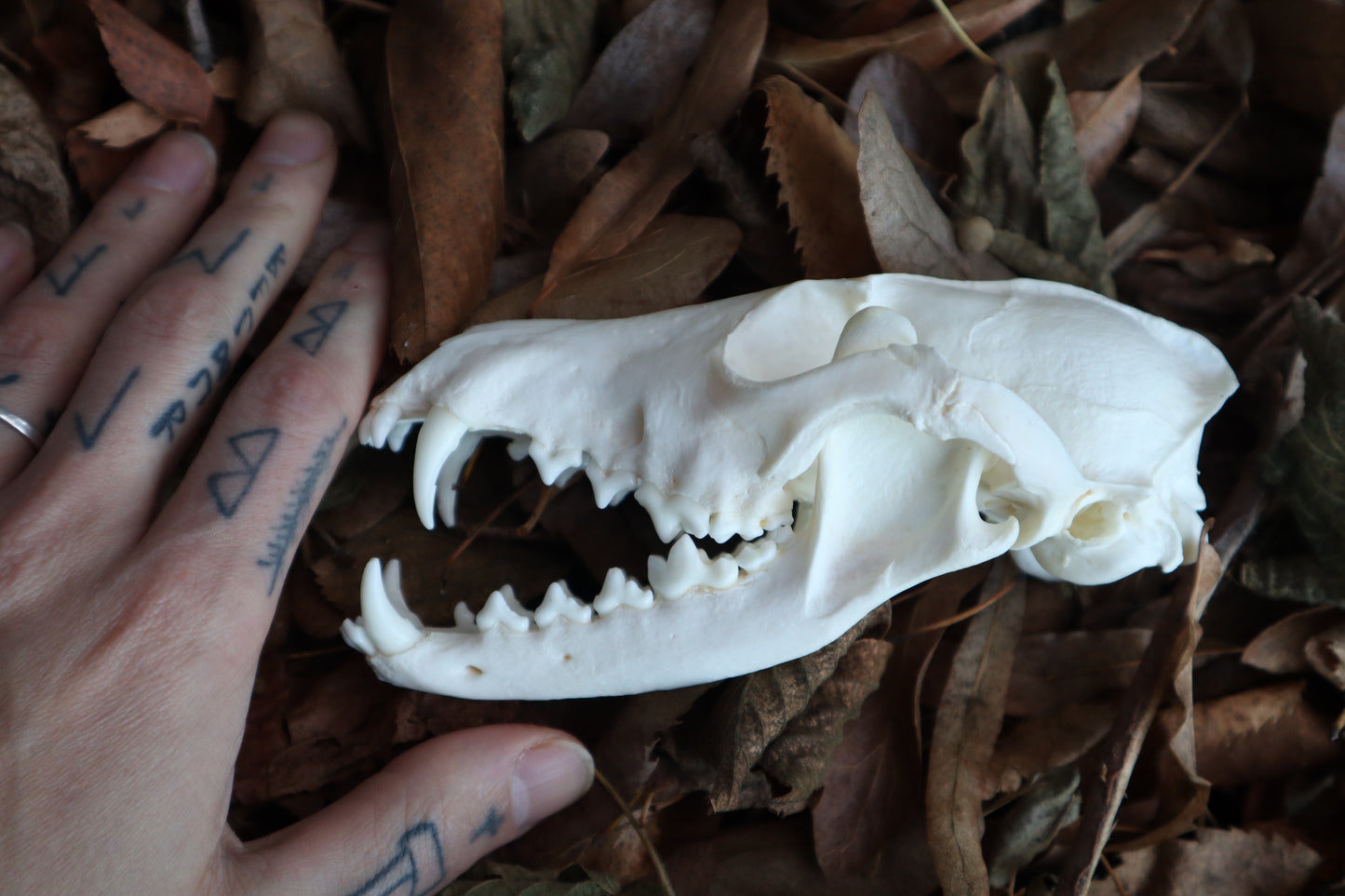 Pathological Red Fox Skull