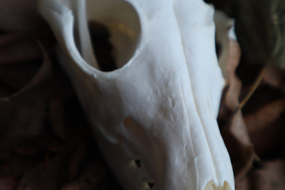 Pathological Red Fox Skull