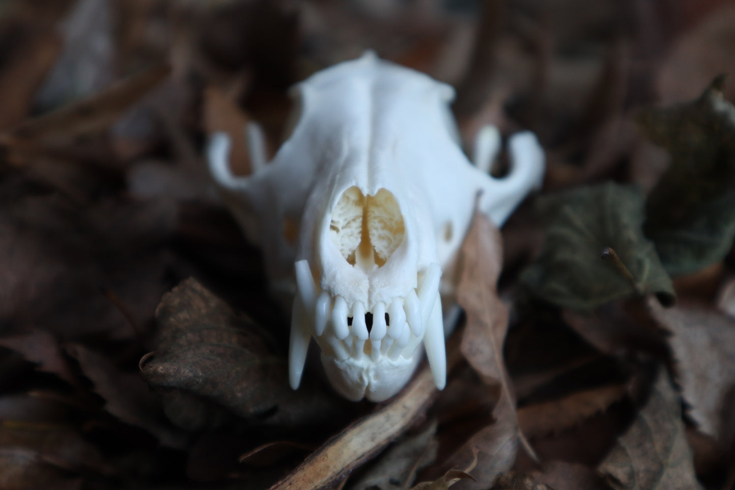 Pathological Red Fox Skull