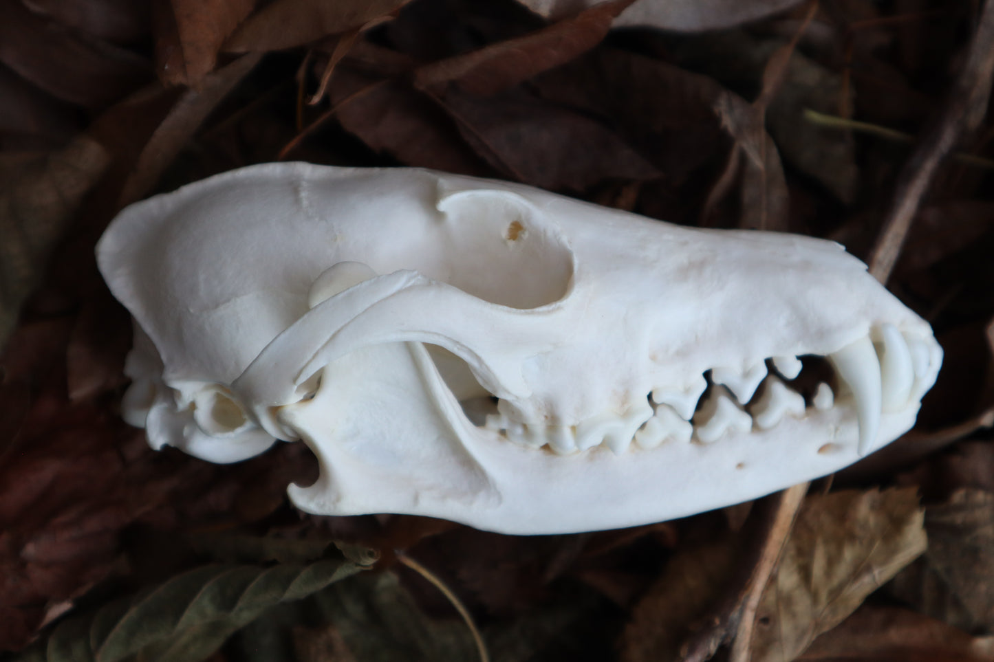 Pathological Red Fox Skull