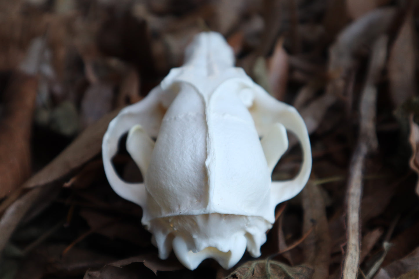 Pathological Red Fox Skull