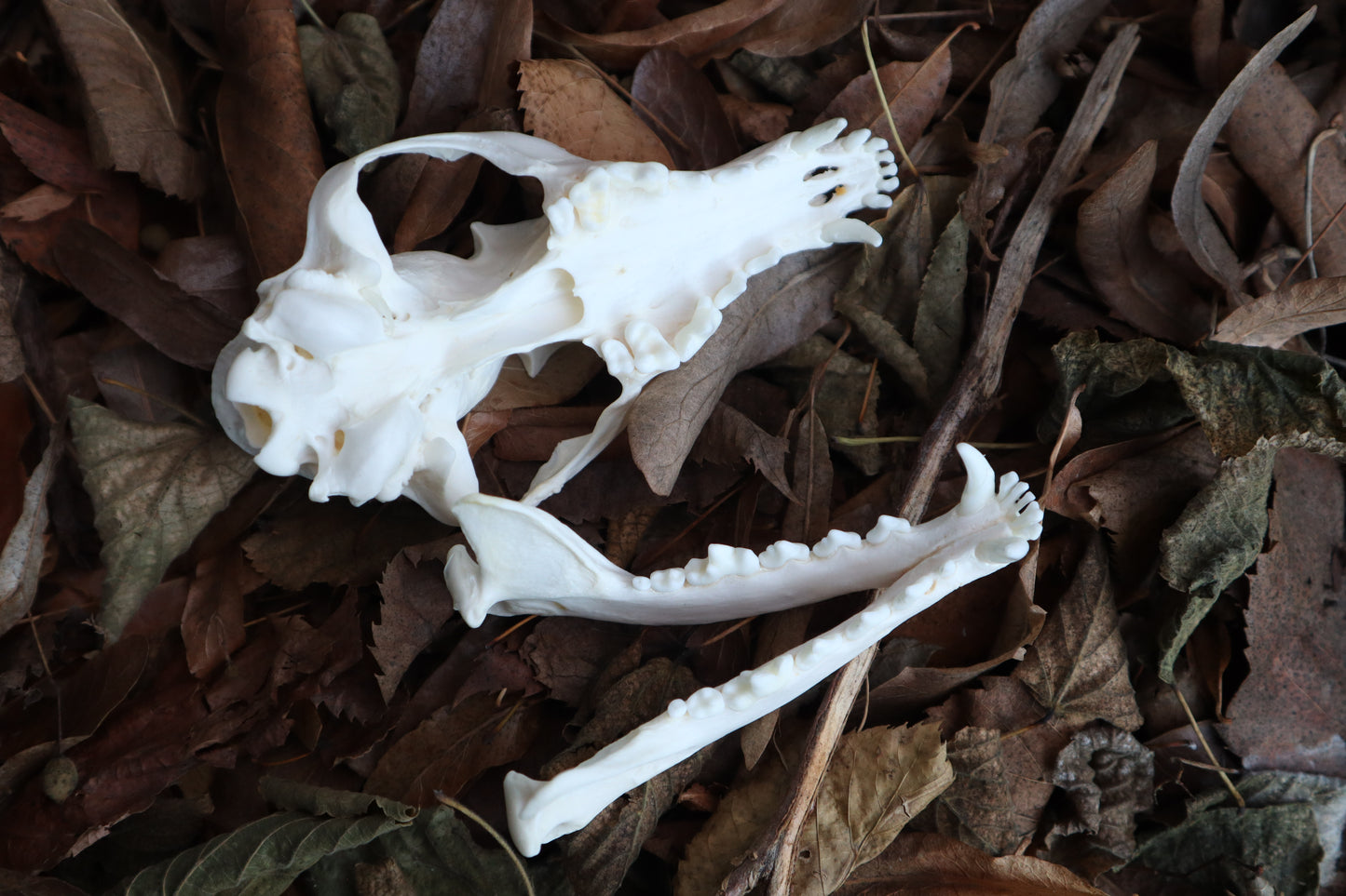 Pathological Red Fox Skull