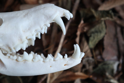 Pathological Red Fox Skull
