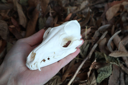 Pathological Red Fox Skull