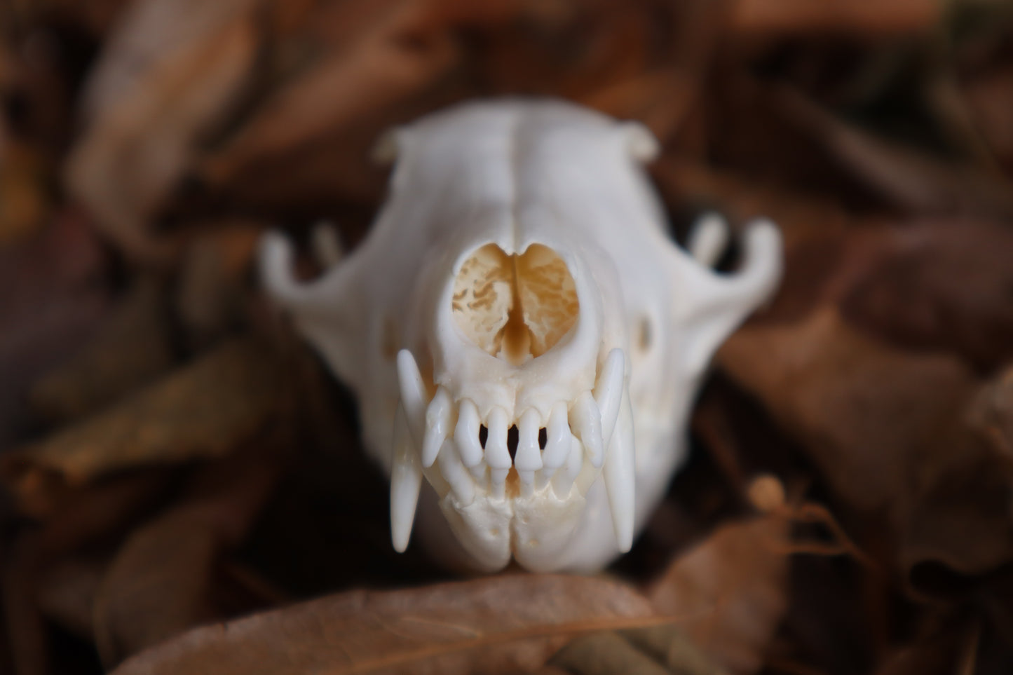 Red Fox Skull