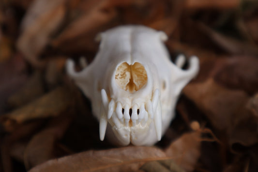 Red Fox Skull