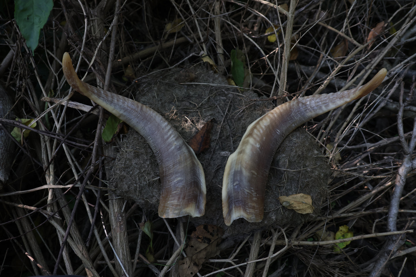Goat Horns