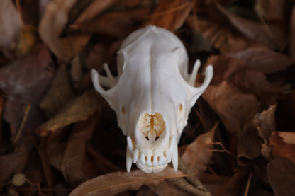 Red Fox Skull