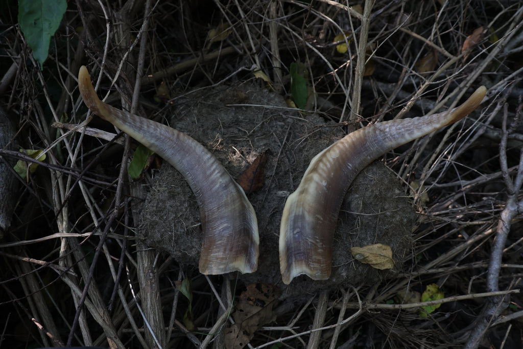Goat Horns