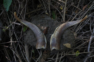 Goat Horns