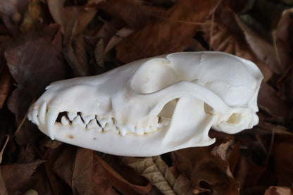Red Fox Skull