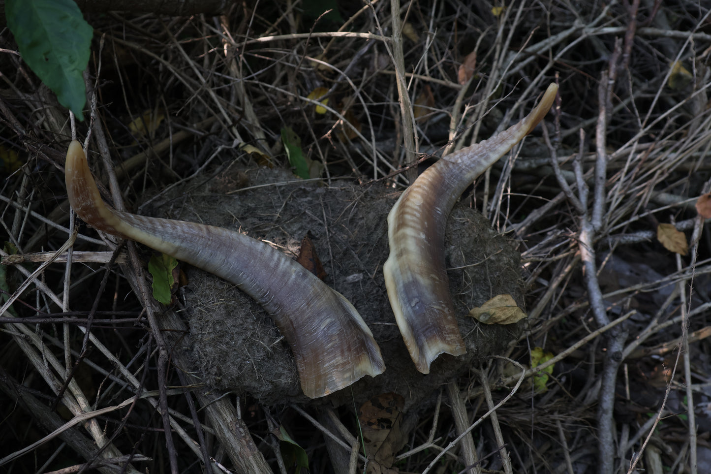 Goat Horns