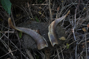 Goat Horns