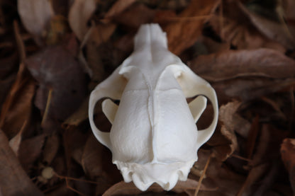 Red Fox Skull