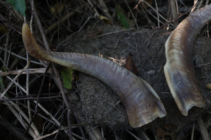Goat Horns