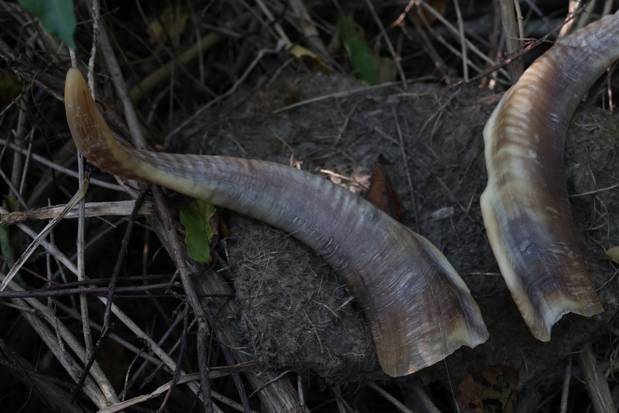 Goat Horns