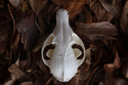 Red Fox Skull