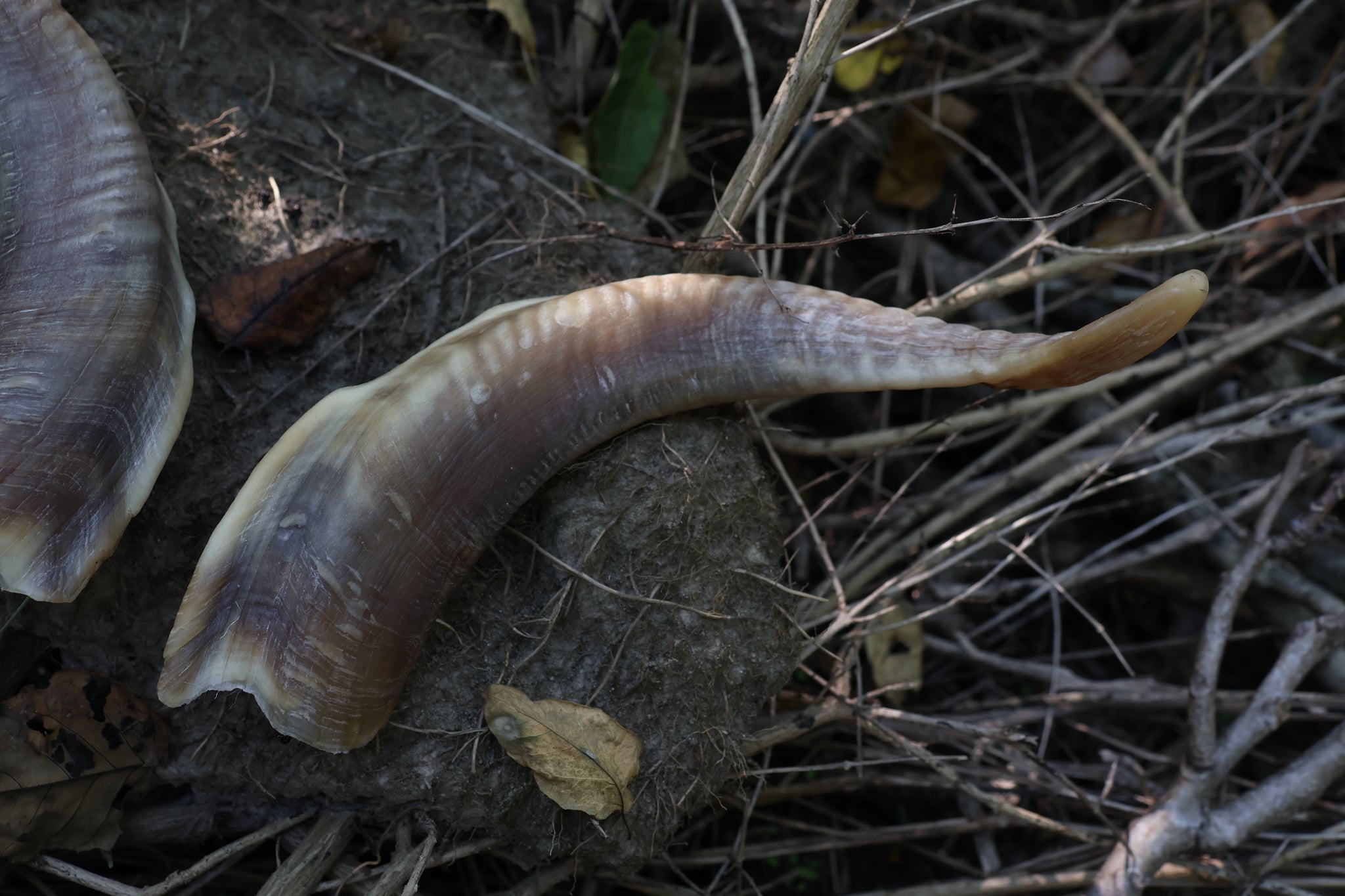 Goat Horns