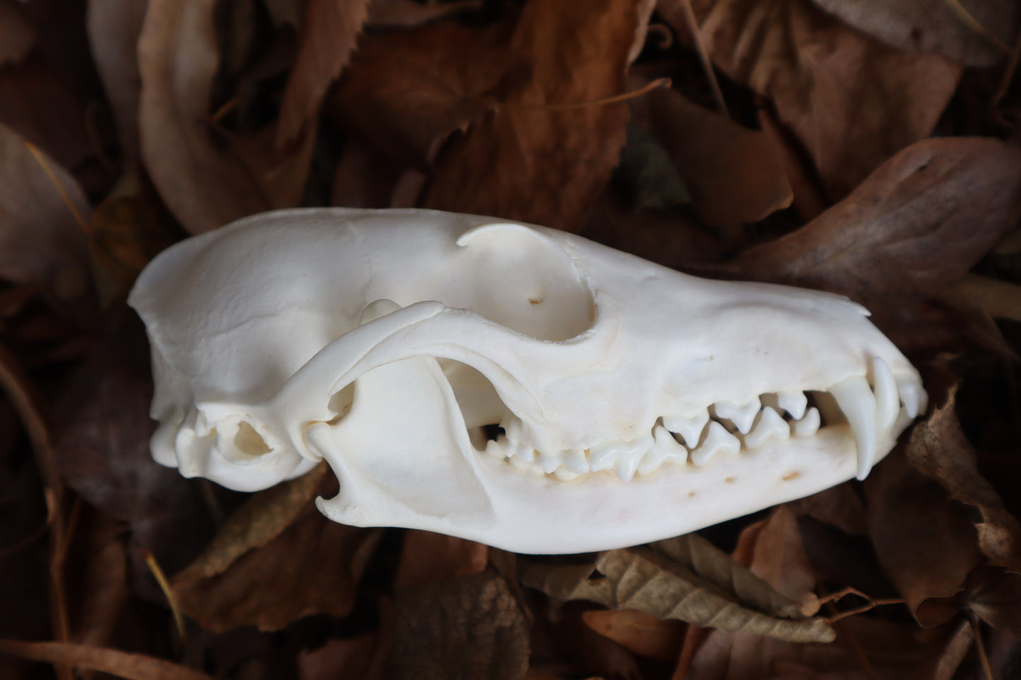 Red Fox Skull