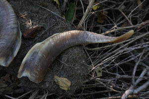 Goat Horns