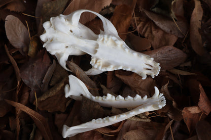 Red Fox Skull