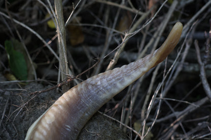 Goat Horns