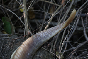 Goat Horns