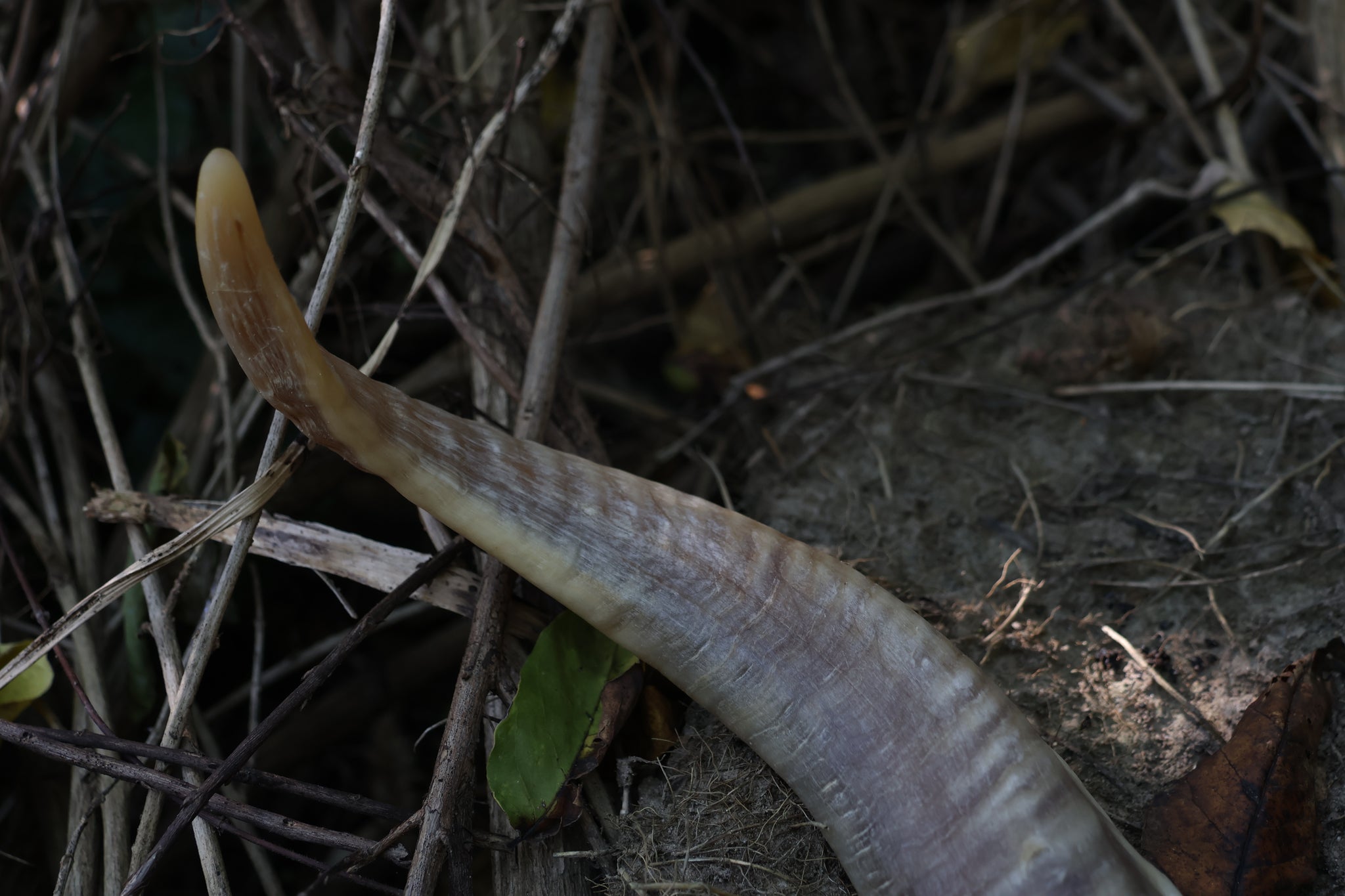 Goat Horns