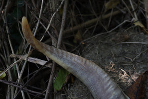 Goat Horns