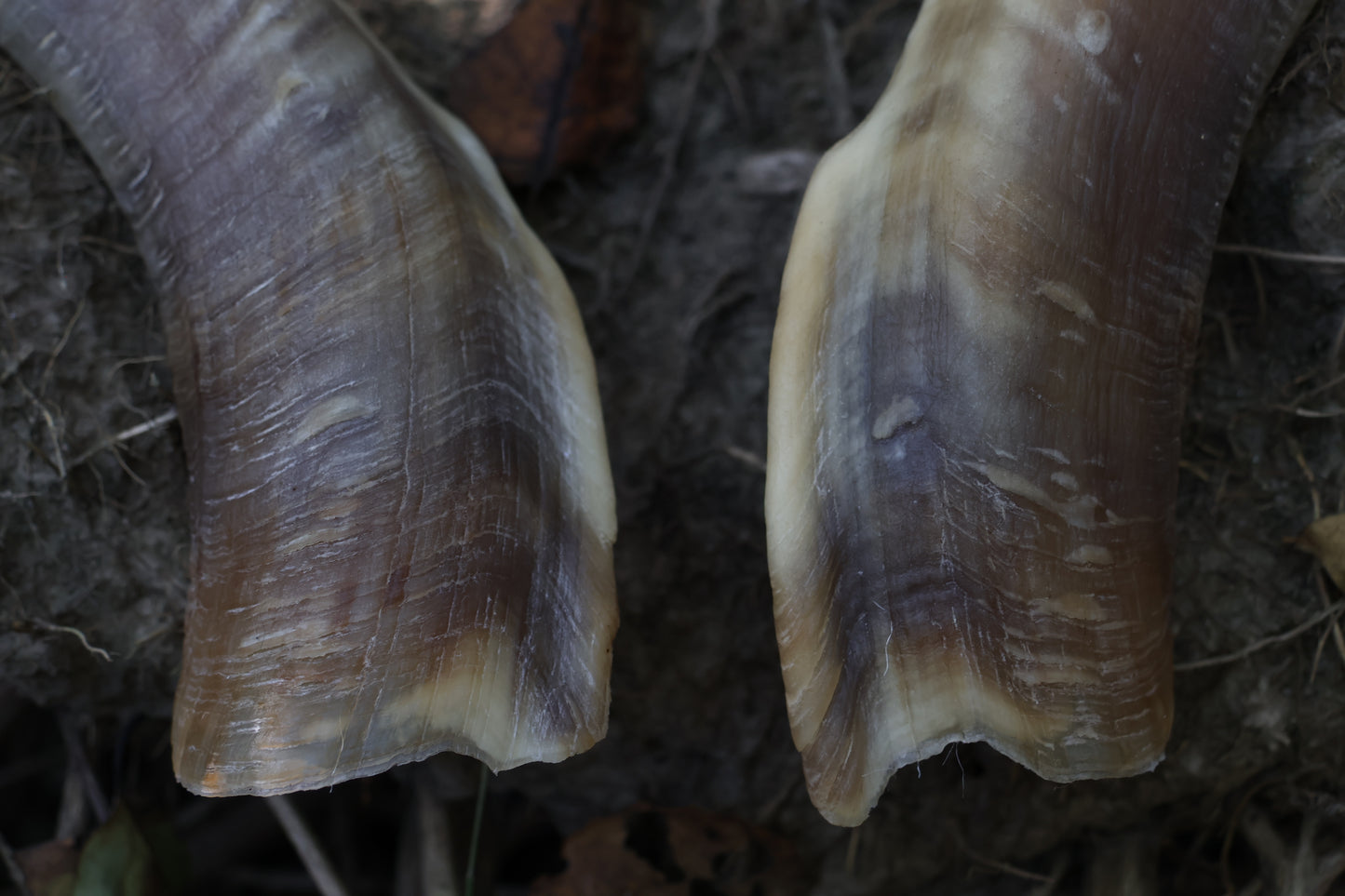 Goat Horns