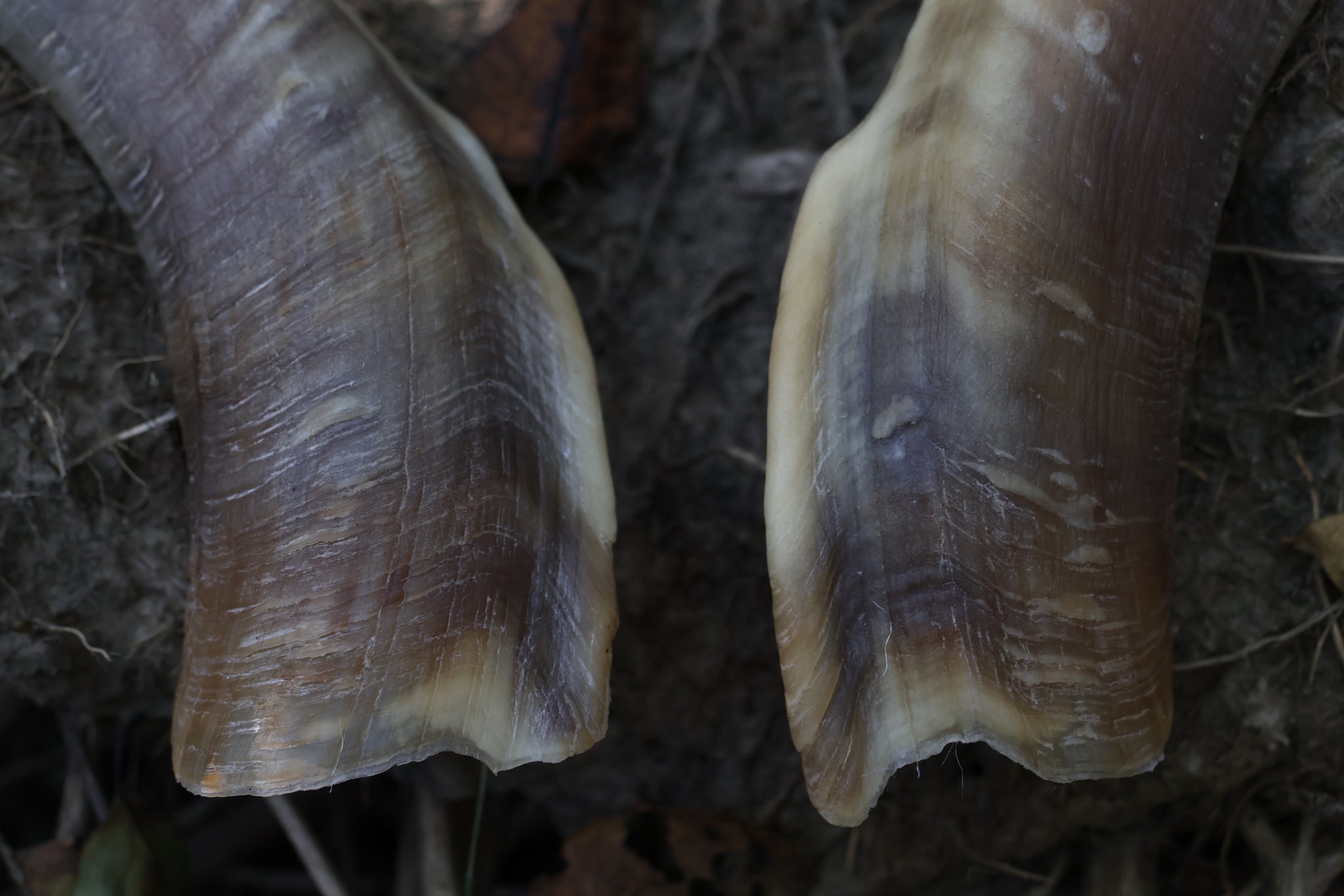 Goat Horns