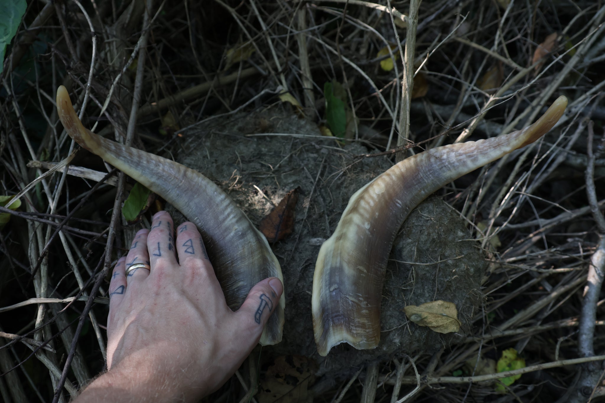 Goat Horns