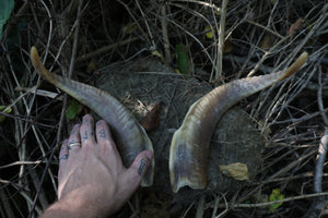 Goat Horns