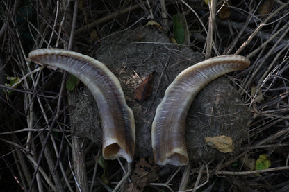 Goat Horns