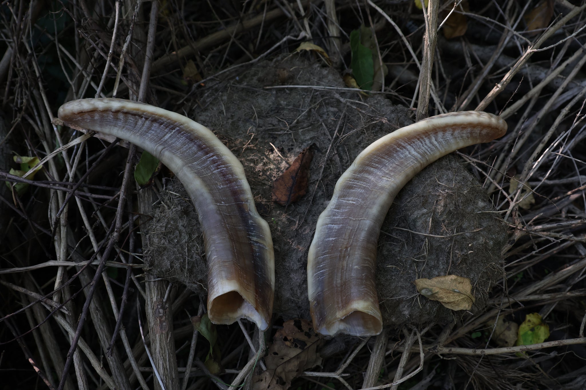 Goat Horns