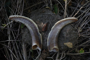 Goat Horns