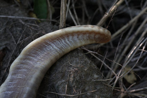Goat Horns