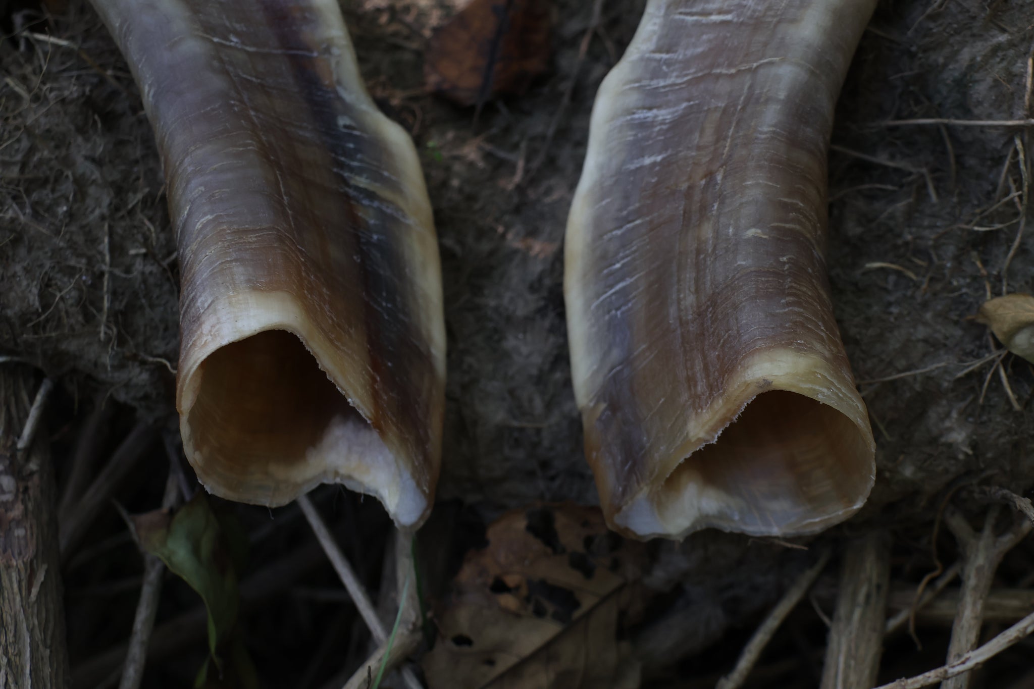 Goat Horns