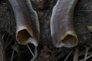 Goat Horns