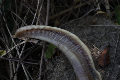 Goat Horns