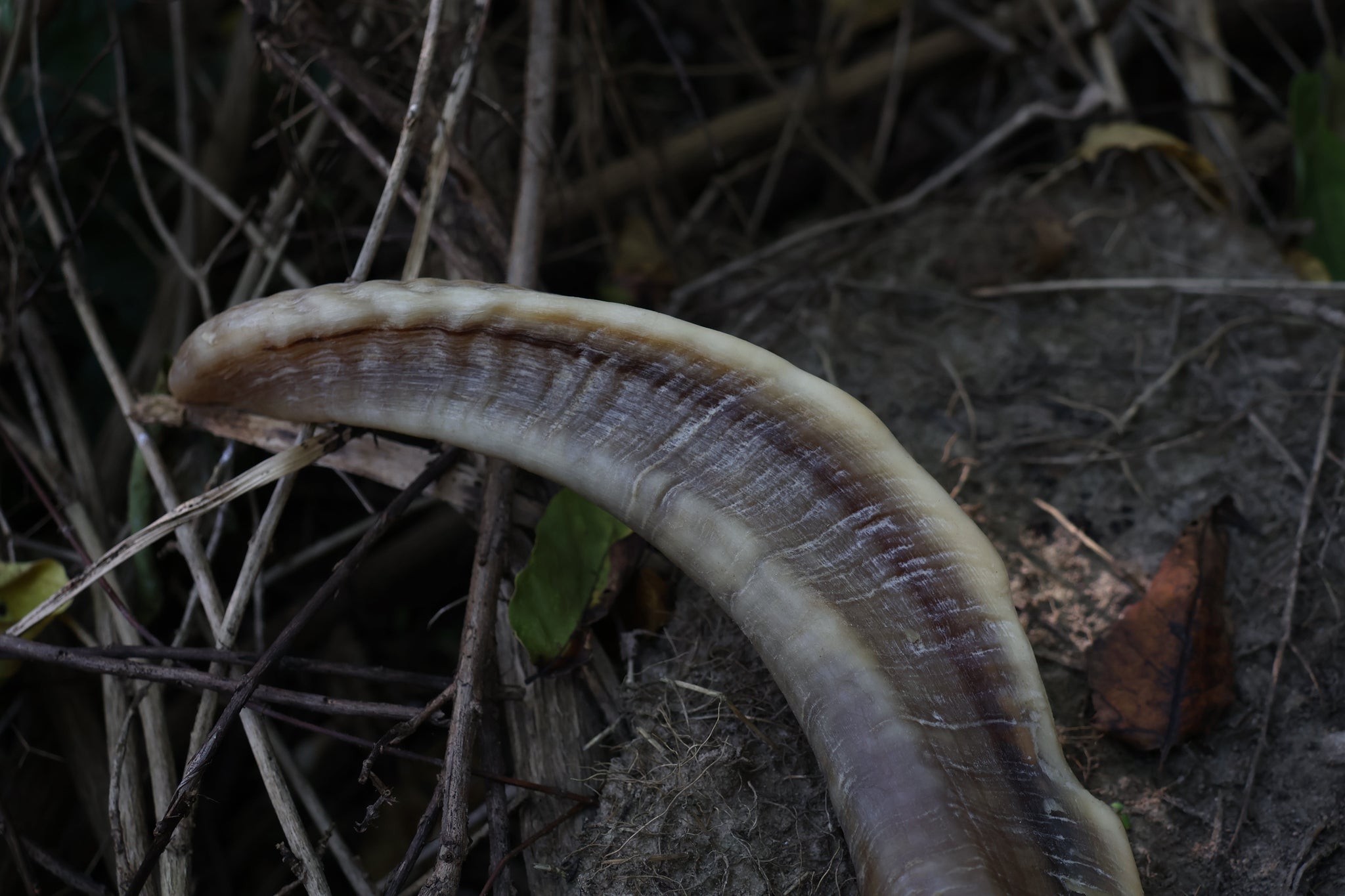 Goat Horns