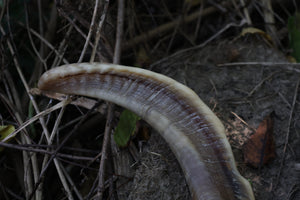 Goat Horns