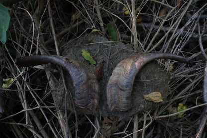 Reserved for Karen - Goat Horns