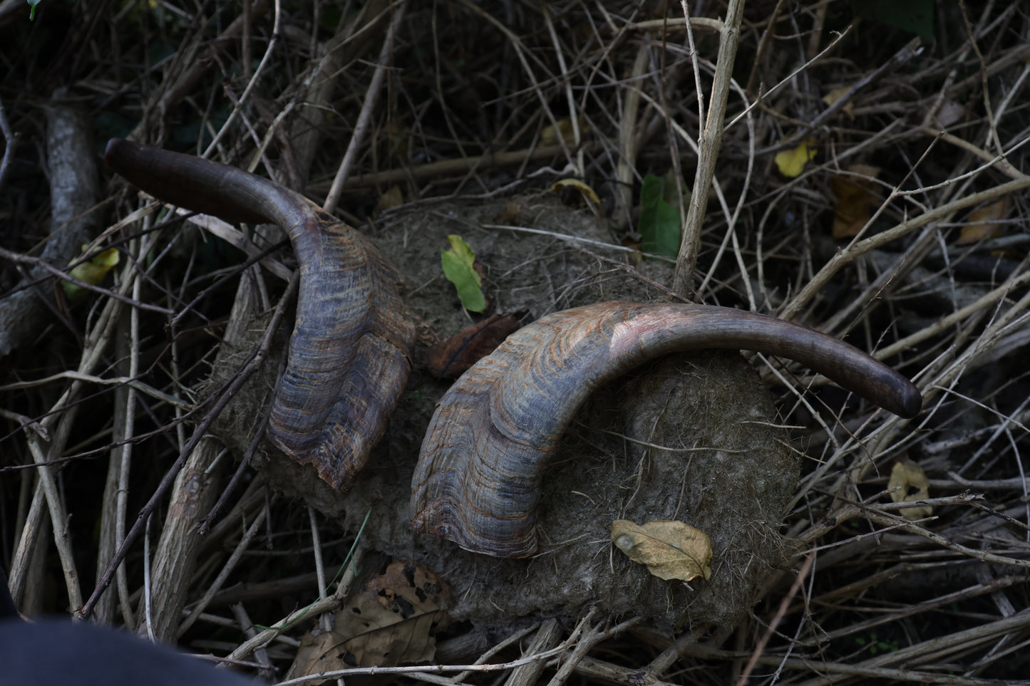 Reserved for Karen - Goat Horns