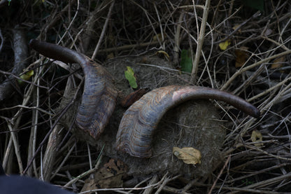 Reserved for Karen - Goat Horns