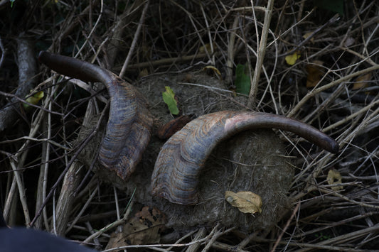 Reserved for Karen - Goat Horns