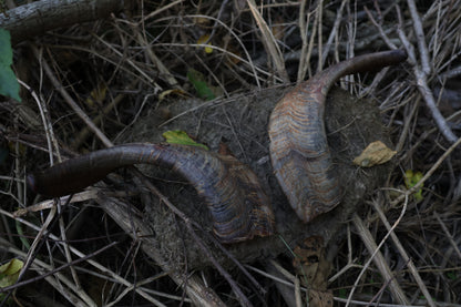 Reserved for Karen - Goat Horns