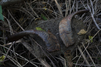 Reserved for Karen - Goat Horns