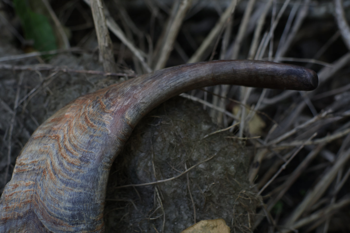Reserved for Karen - Goat Horns